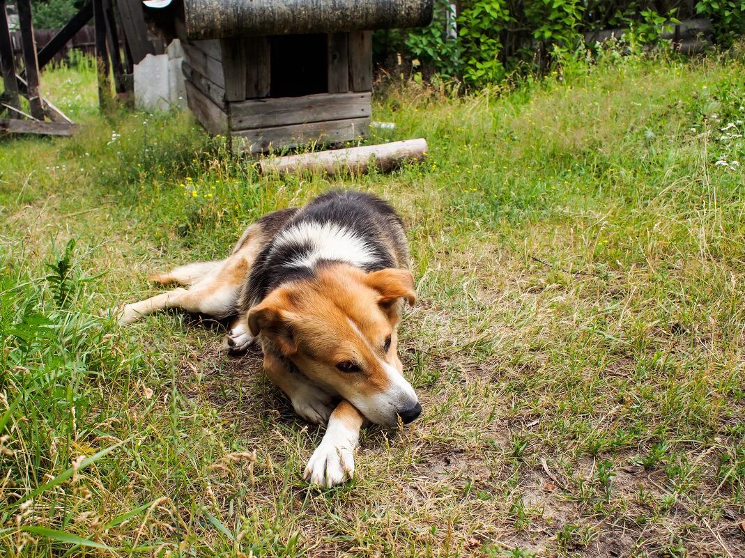 Dog village. Собака в деревне. Деревенский пес. Собака в селе. Дворняги в деревне.