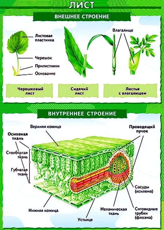 Размеры листа растения