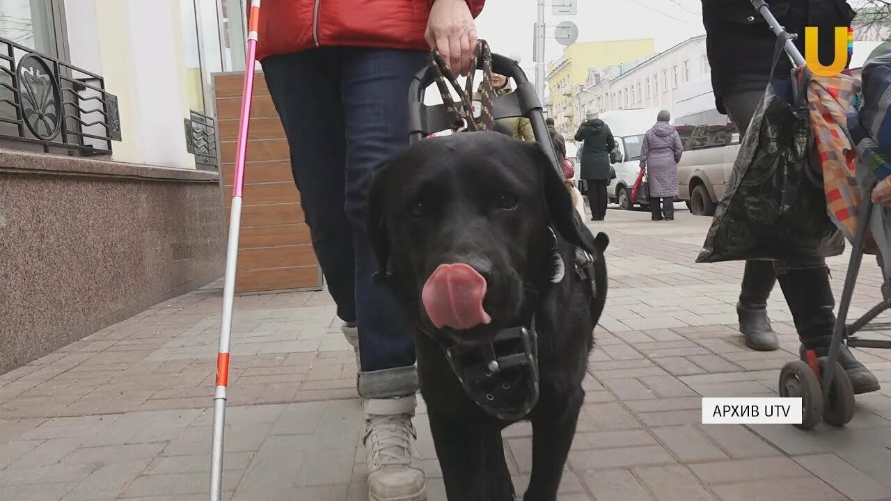 13 ноября слепых. 13 ноября день слепых. международный день слепых 2025. видеоролик на день слепых. видео ко дню слепых.