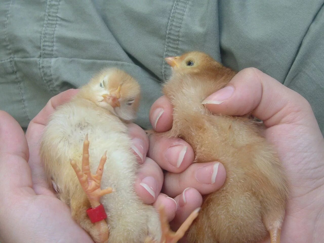 Цыплята. Новорожденный цыпленок. Пол суточного цыпленка. Недельные цыплята. Как отличить цыплят петушков