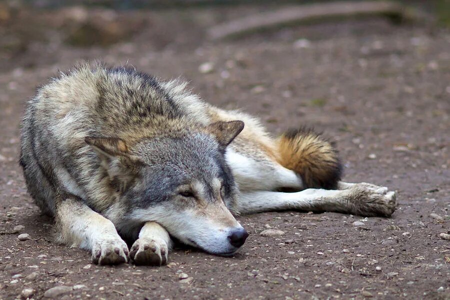 Волк приснился во сне. Увидел волка. Волки ночные животные или дневные.
