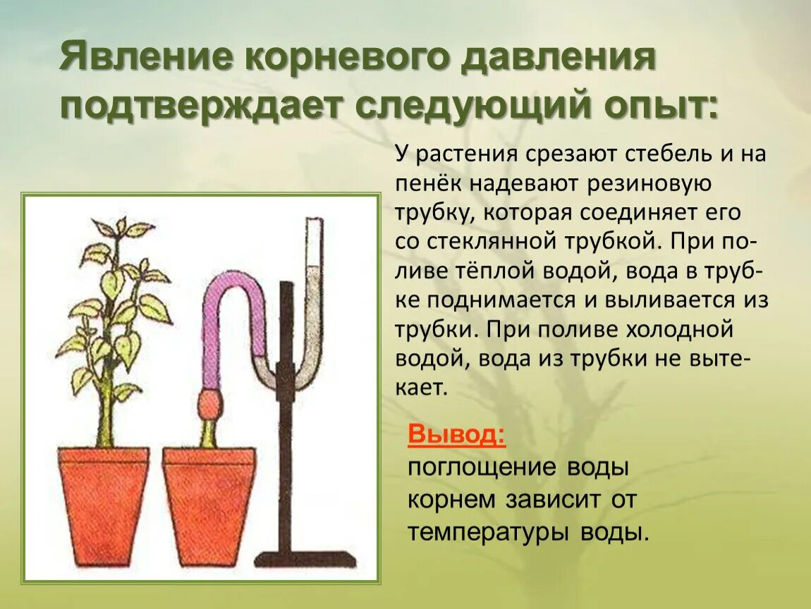 Какую функцию выполняют трубки у растений