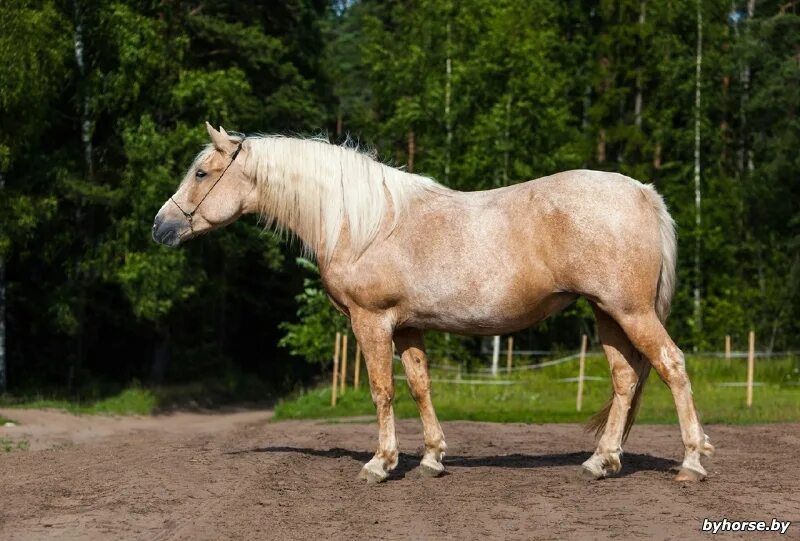 белорусская упряжная порода лошадей. породы белорусской. соловая масть лошадей. белорусская лошадь упряжная экстерьер. породы белорусской.