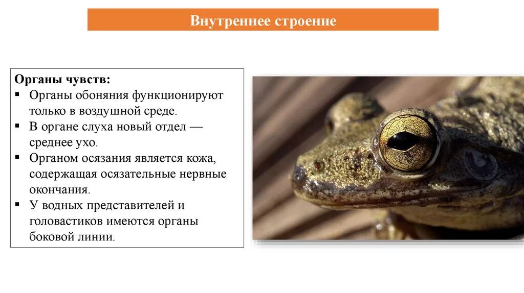 Боковая линия у головастиков. Лягушка для презентации. Внешний облик лягушки. Строение головастика лягушки. Наружные жабры у головастиков.