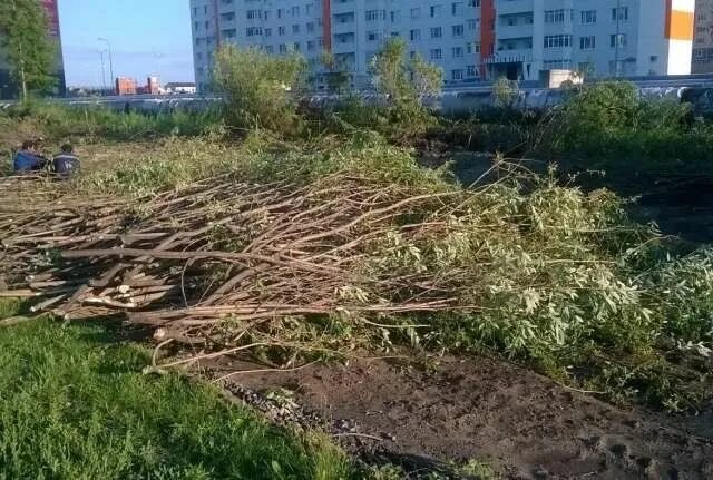 вырубка зеленых насаждений