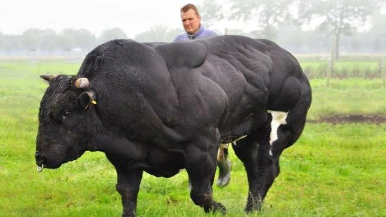 Большой бык. Бельгийский голубой бык. Бельгиан Блю. Бык миостатин. Бельгийский голубой бык вес.