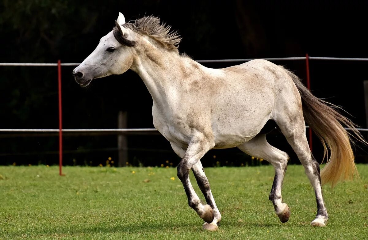 Липицианская порода лошадей. Жеребенок липицианской породы. Липпицианская лошадь. Липпицианская лошадь породы лошадей.