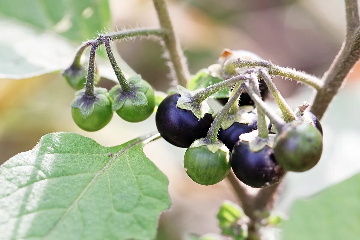 Бзника ягода. Санберри ягода. Паслен черный (Solanum nigrum). Паслен санберри. Паслён чёрный съедобный.