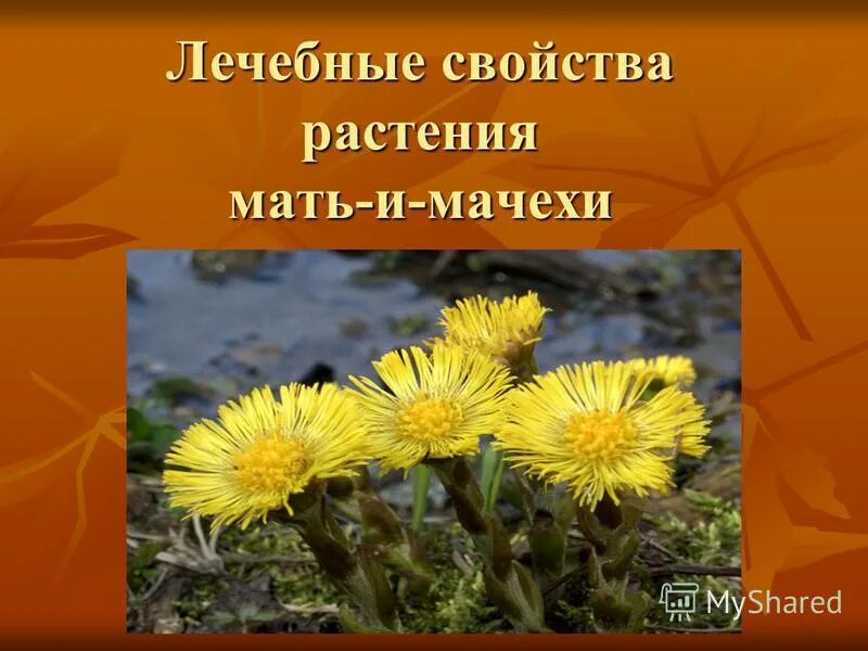 Цветок мать и мачеха и одуванчик. Мать и мачеха растение и одуванчик. Кульбаба мать и мачеха. Мать и мачеха и одуванчик разница. Мати мачеха и одуванчик.