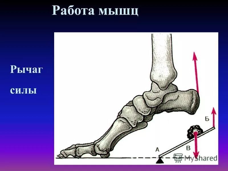 рычаги первого и второго рода мышц. работа и сила мышц анатомия. рычаги мышц анатомия. рычаг 1 рода анатомия. рычаг второго рода примеры анатомия.