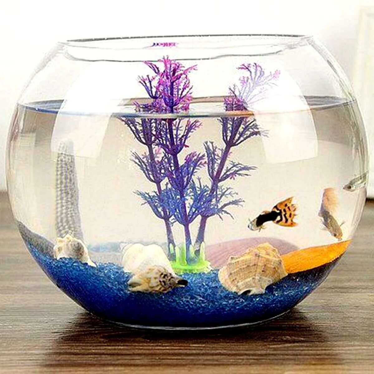 Аквариумные рыбки без фильтра. Аквариум (Fish Tank) 2009. Аквариум маленький круглый. Маленький круглый аквариум для рыбок. Круглый аквариум с рыбками.