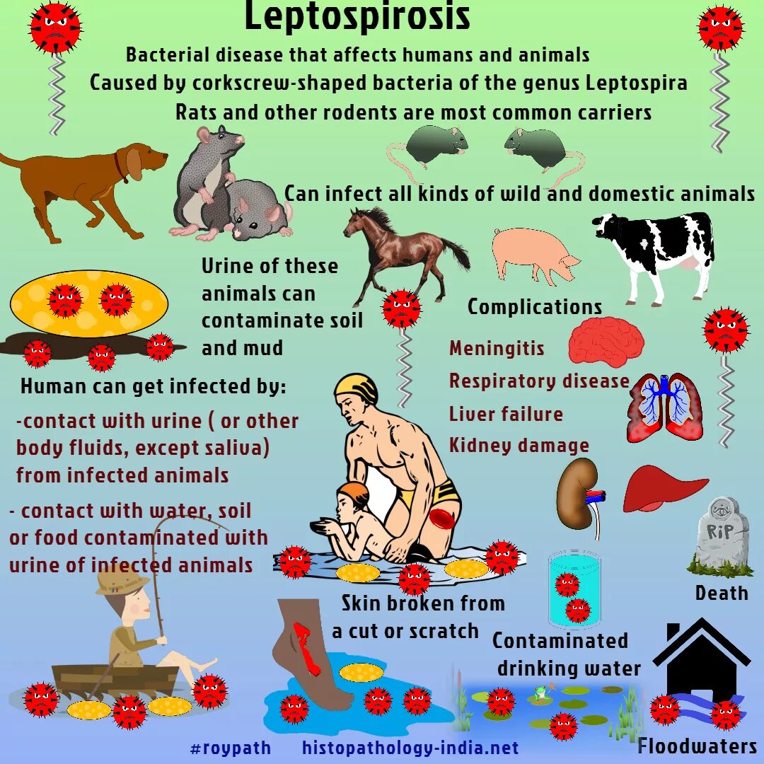 Лептоспироз это что за болезнь. Лептоспироз пути заражения человека. Профилактика лептоспироза у человека. Основные проявления лептоспироза.
