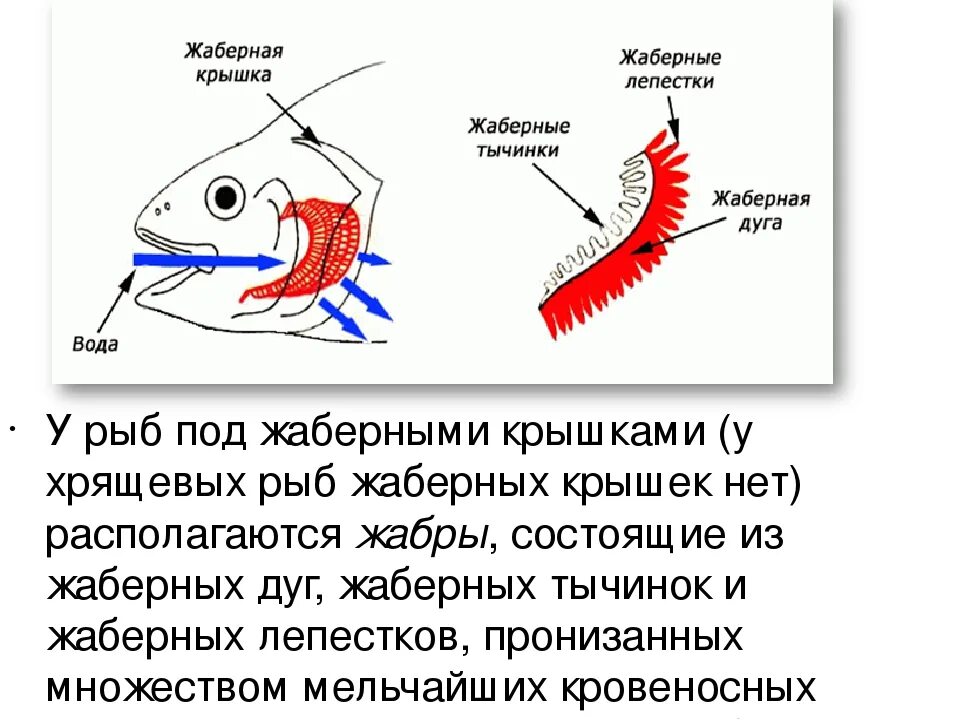 Наличие жабр характерно для. Жаберные щели, прикрытые жаберными крышками, имеют. строение жабр. строение рыбы жаберные крышки. жаберная крышка у рыб.