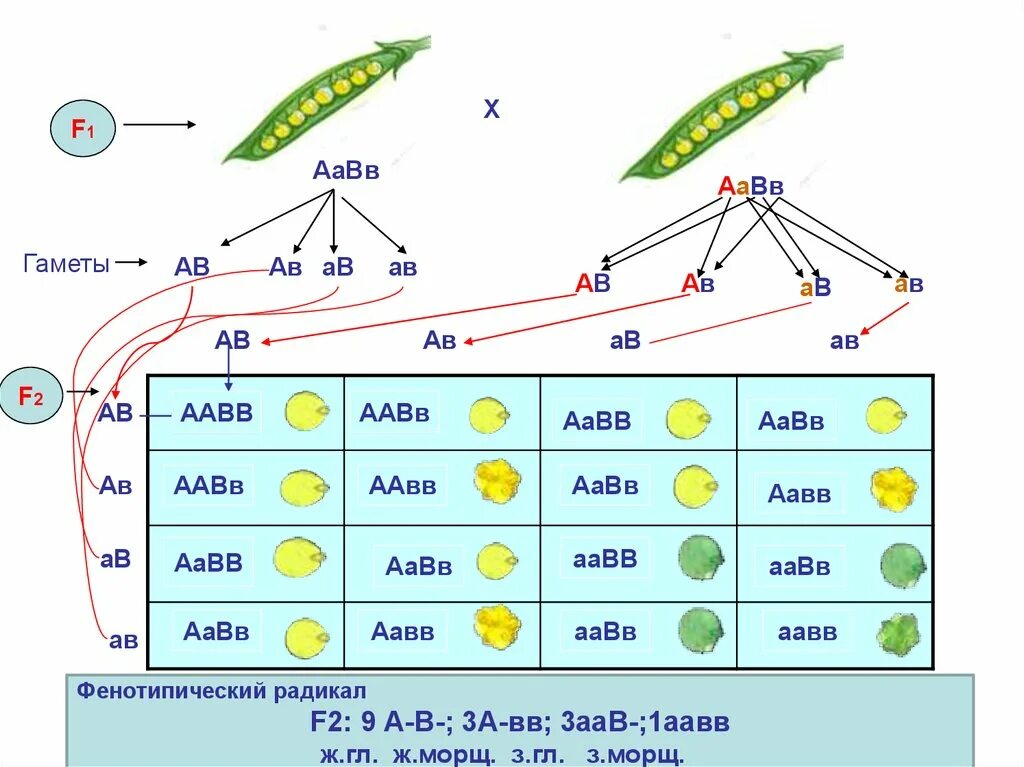 Организм с генотипом аавв образует. AABB гаметы. ААВВ И ААВВ генотип. AABB AABB скрещивание. AABB X AABB скрещивание.