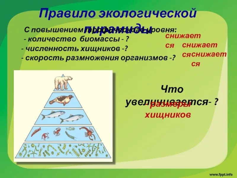 Экологические пирамиды биомасс энергии. Пирамида чисел биомассы и энергии. Пирамиды численности биомассы и энергии. Экологические пирамиды численности биомассы энергии. Экологические пирамиды пирамида биомасс.