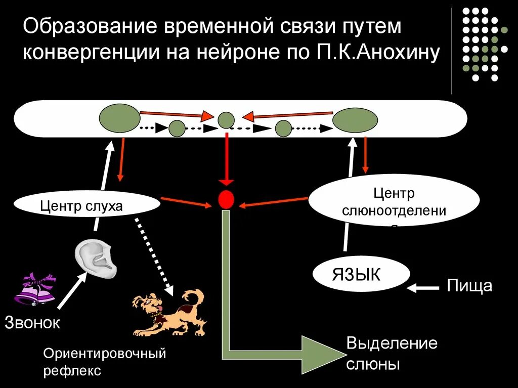 Образование временной связи путем конвергенции на нейроне по Анохину. Механизм образования временной связи. Механизм замыкания временной связи. Теория конвергентного замыкания временной связи по Анохину. Образование временной связи