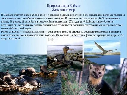 Растительный и животный озеро байкал