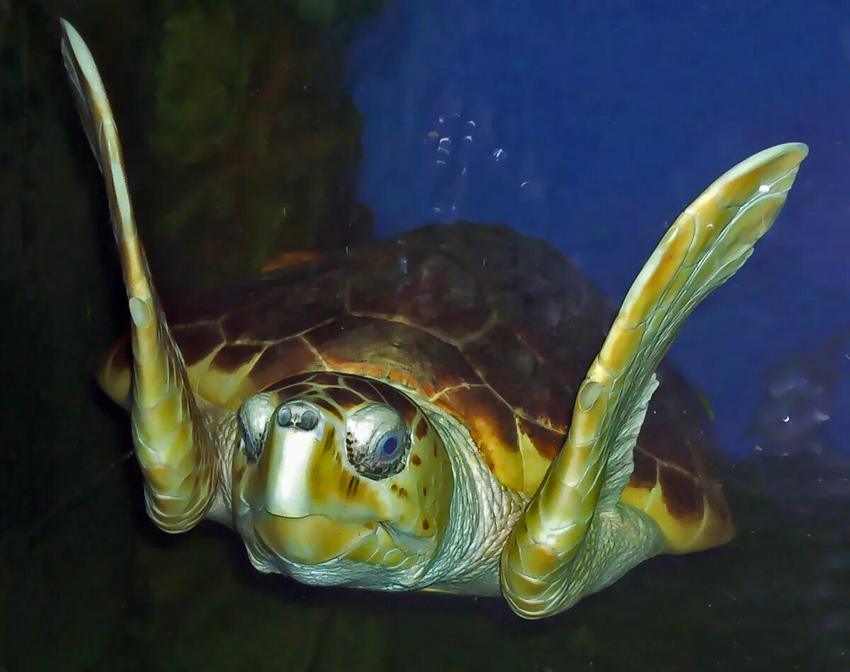 Красноухая черепаха. Морская черепаха аквариумная. Водные черепахи аквариумные. Черепаха домашняя водная. Водяная домашняя черепаха