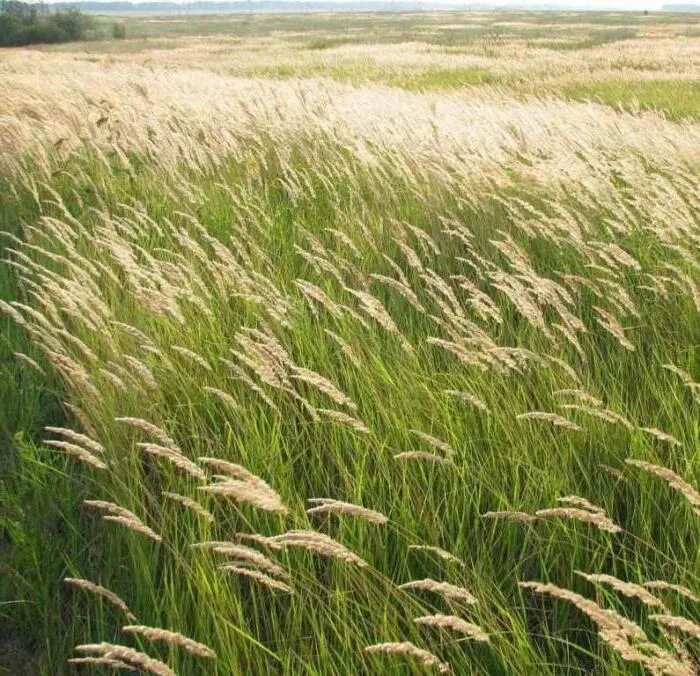 Злаковые луговые. Calamagrostis epigeios Вейник. Злаковые луговые Вейник. Вейник Наземный. Вейник сорняк.