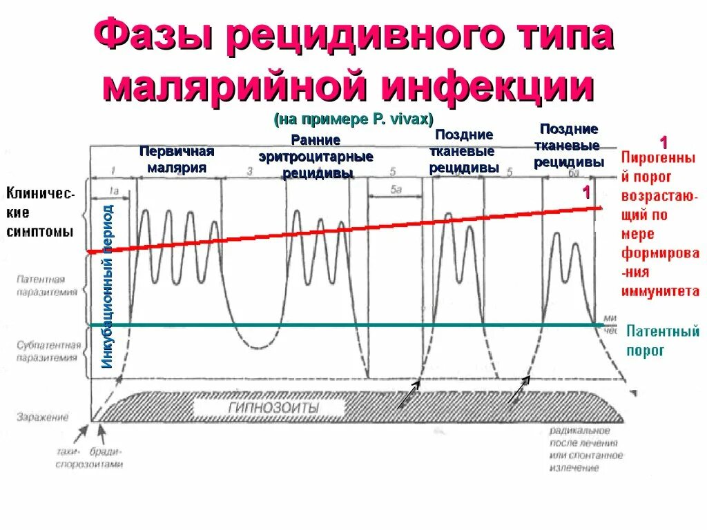 Фазы рецидивного типа малярийной инфекции. Рецидивы малярии. Поздние рецидивы малярии. Рецидивы трехдневной малярии.