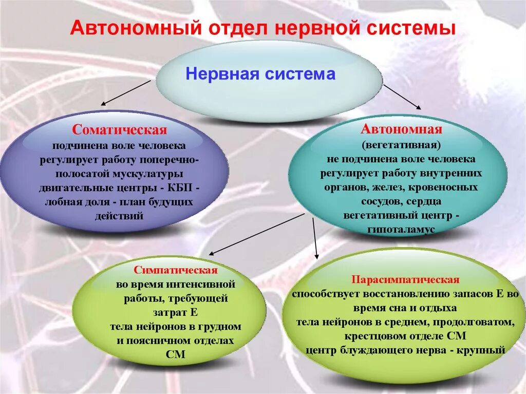 Автономная нервная система выполняет функции