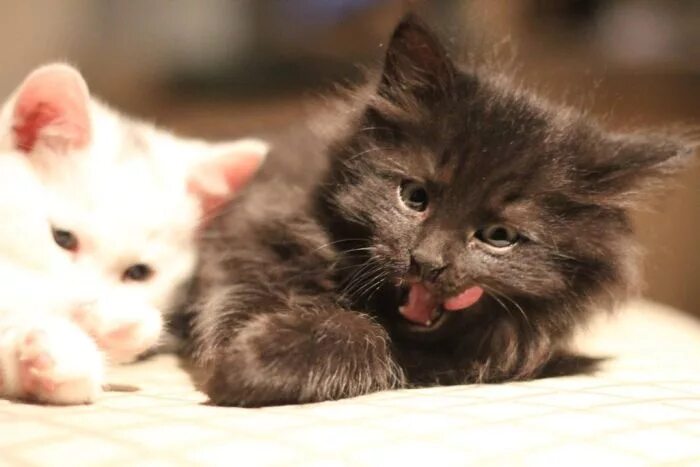 King adlı kullanıcının Cats panosundaki Pin Evcil hayvanlar, Sevimli kedi yavrul