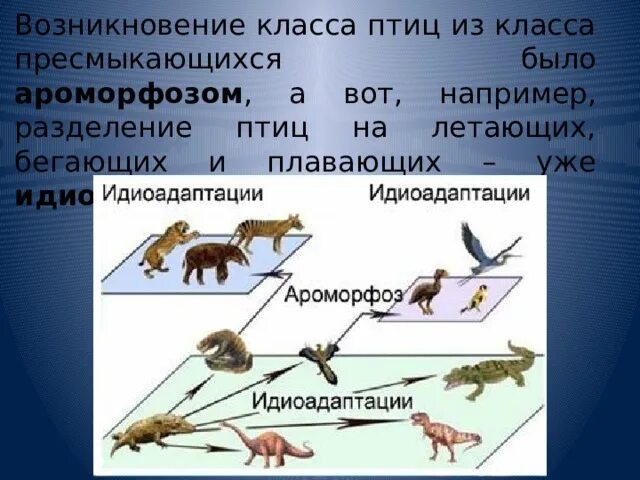 Примеры ароморфоза у птиц. Идиоадаптации рептилий. Ароморфоз птиц примеры. Идиоадаптация у животных таблица. Ароморфозы и идиоадаптации пресмыкающихся.