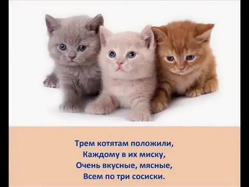 Три кота ветклиника спб новочеркасская. Три кота ветклиника томск. Ветклиника три кота электрогорск. Три кота ветклиника майкоп. Ветклиника три кота электрогорск.