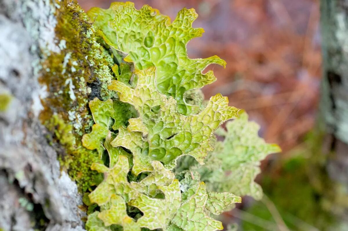 Лобария Пульмонария. Лобария легочная Lobaria Pulmonaria. Лишайник лобария легочная. Листоватые лишайники лобария.