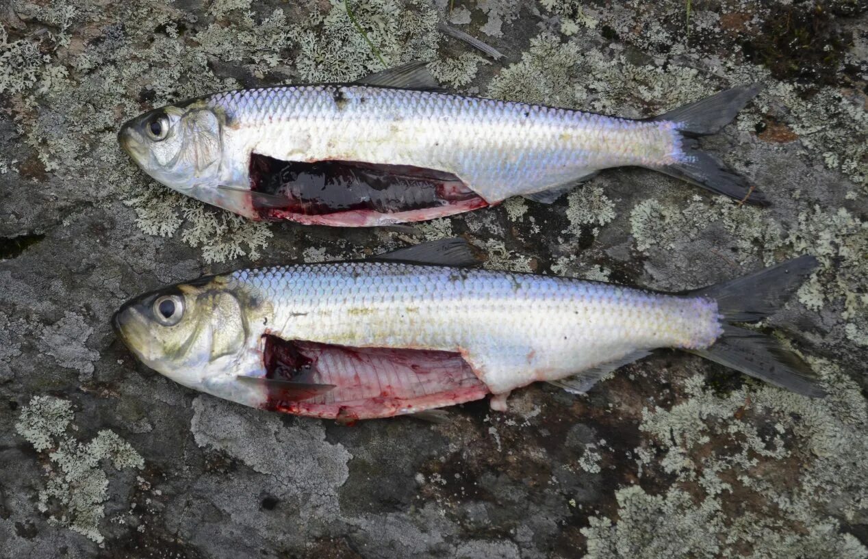 Learning about river herring in Downeast Maine - Maine Sea Grant - University of