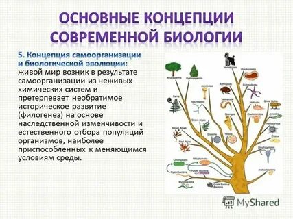 Простые биологические понятия