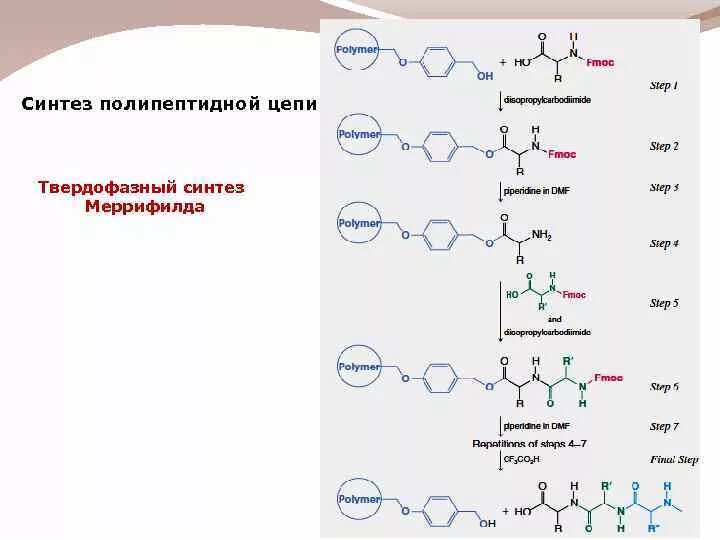 Синтез полипептида происходит. Твердофазный Синтез пептидов схема. Твердофазный Синтез пептидов Меррифилд. Синтез полипептидной цепи из аминокислот. Твердофазный метод синтеза пептидов.