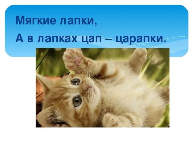 Назвал лапкой. Мягкие лапки а в лапках царапки. Лапки ЦАП царапки. Мягкие лапки а в лапках царапки загадка. Загадки мягкий мапки а в мапках царапки.