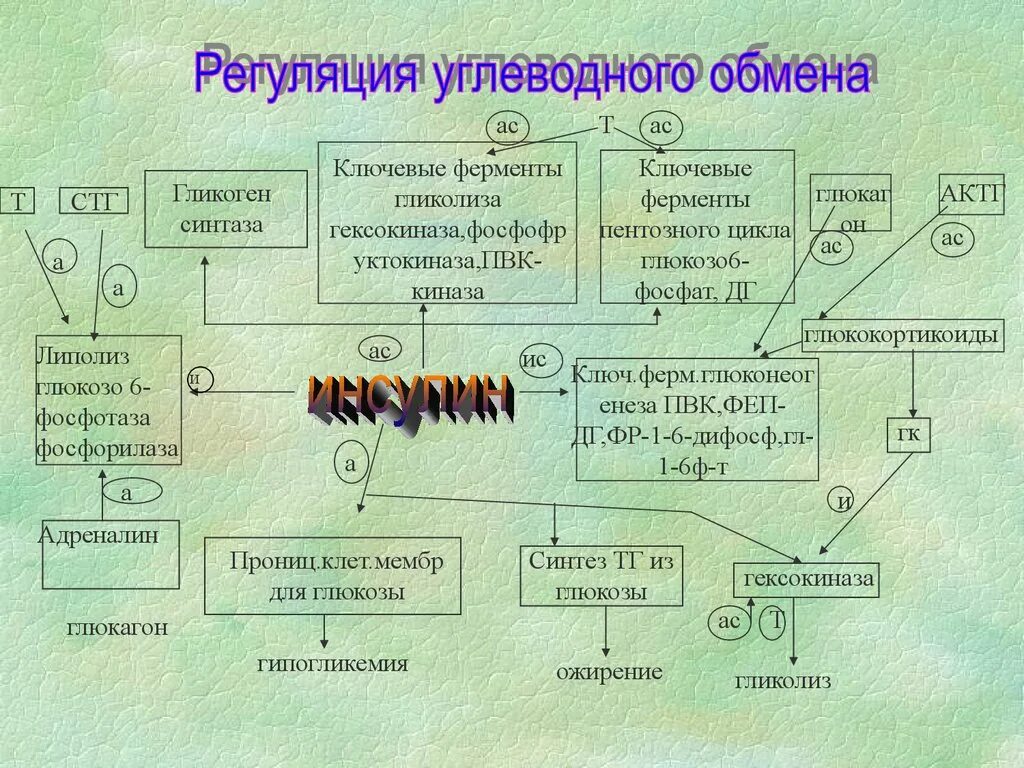 Обмен углеводов ферменты