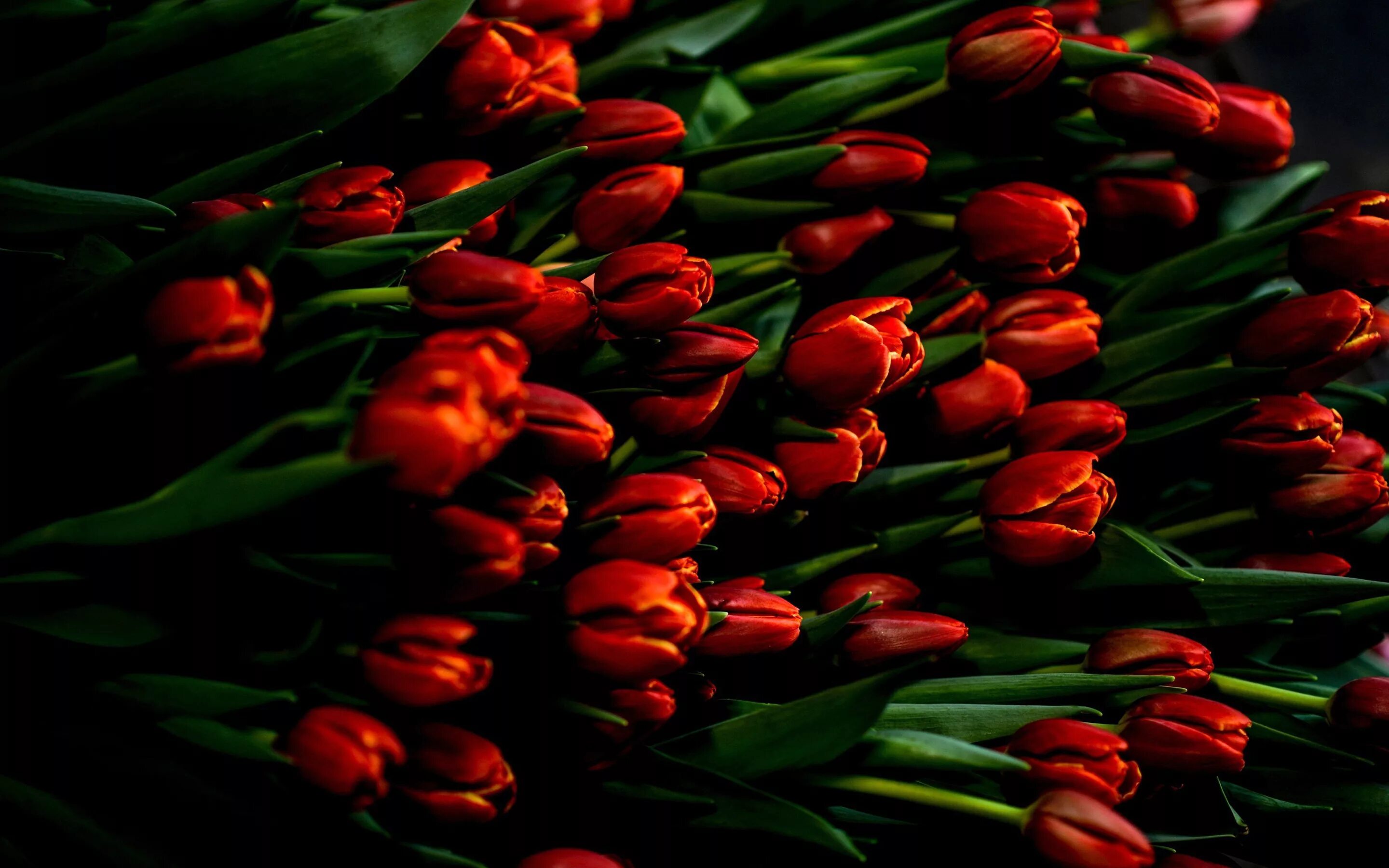 Цветы тюльпаны. Красные тюльпаны. Посажу цветы тюльпаны песня