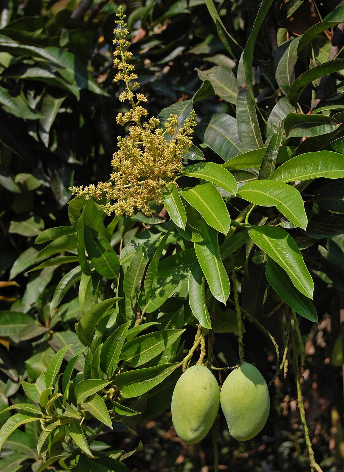 Манго дерево цветет. Манго растение. Дерево манго цветет. Манго вид растения. Манго индийское растение.