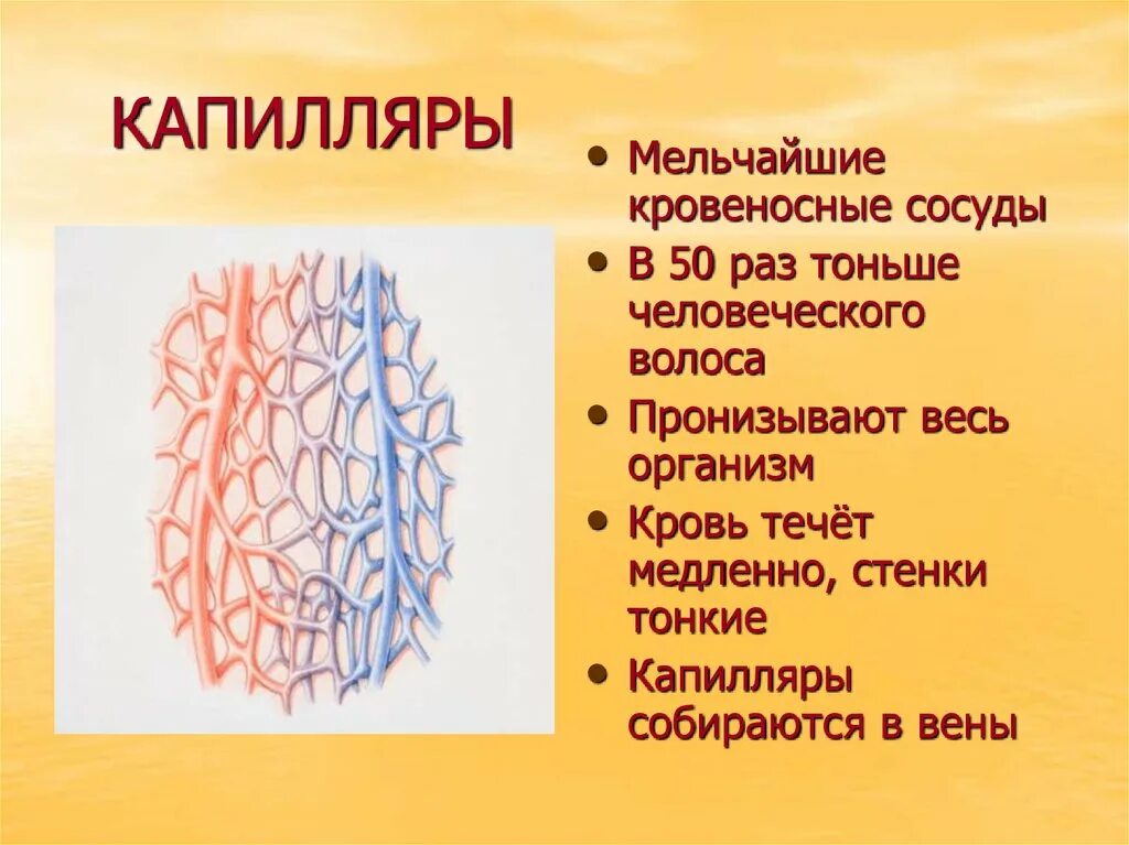 Пронизан кровеносными капиллярами. Капиллярная система человека функции. Мелкие кровеносные сосуды.