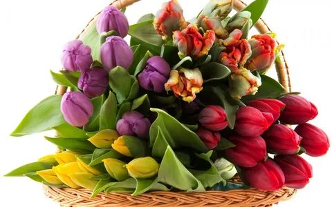 Тюльпаны на день рождения - 90 фото