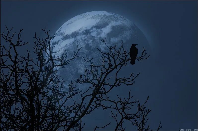 Night crows вороны. Птицы ночью. Черные вороны ночью. Ворон на фоне Луны. Ворон ночью.