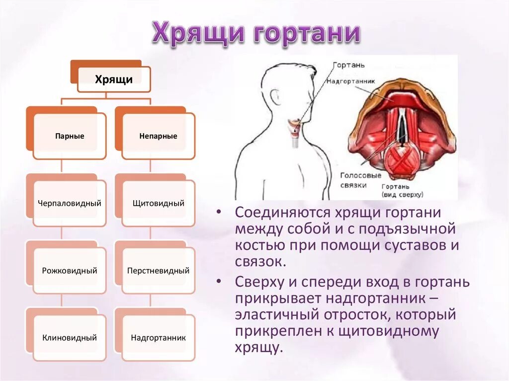 Воздухоносную функцию выполняет. Гортань таблица. Воздухоносные пути гортань. Гортань строение и функции. Хрящи гортани таблица.