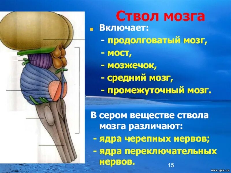 Ствол мозга образуют. Ствол мозга. Ствол мозга и промежуточный мозг. Ствол мозга продолговатый средний промежуточный. Ствол и промежуточный мозг функции.