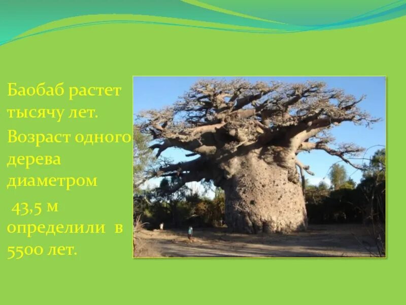 Для какой природной зоны характерно дерево баобаб. Баобаб мешок. Продолжительность жизни деревьев баобаб. Баобаб сообщение. Рассказ о дереве баобаб.