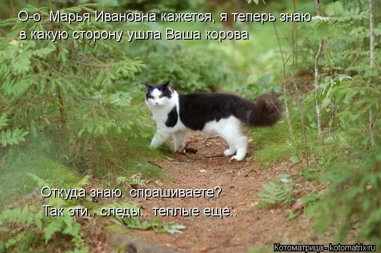 вс40 лет жизнь только начинается. смешные коты с надписями. коты приколы с надписями. смешные картинки до слёз про животных. кот агроном.