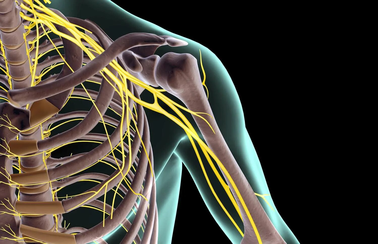 Сплетение судеб 2024. Plexus periarterialis. Нервные пучки на руке. Brachial Plexus Anatomy.