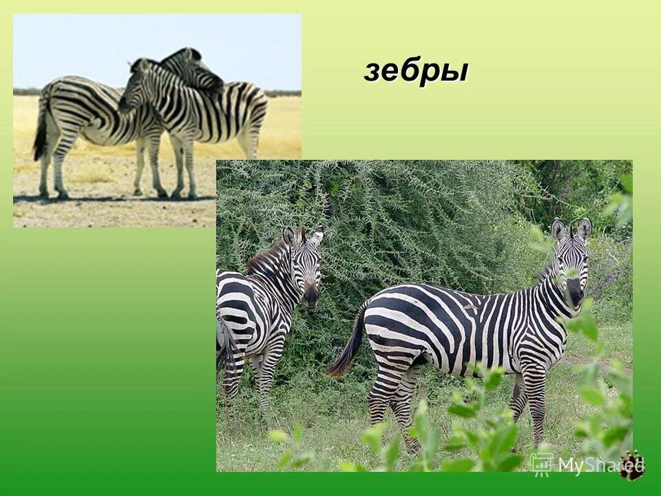 змея живет в саванне или в тропическом. про животных саванны и тропических лесов. змея обитает в саванне в тропическом лесу. животные саванны. питон доклад для 1 класса.