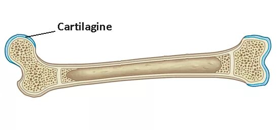 Long bone. Structure of long Bone.. Long lesion long Bone. Рмам1122 Osseo.