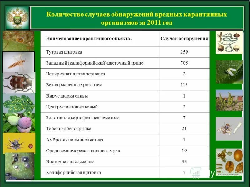 перечень карантинных объектов. статьи про карантин растений. виды карантинных сорняков. амброзия растение сорняк. перечень карантинных объектов.