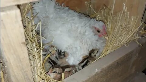 Курица вывела цыплят что делать дальше