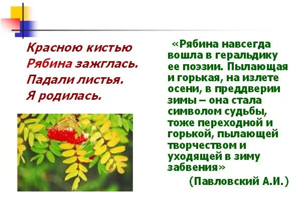 Красной кистью рябина стихотворение. Цветаева рябина. Красною кистью рябина зажглась. Цветаева красною кистью рябина зажглась. Стих красною кистью.