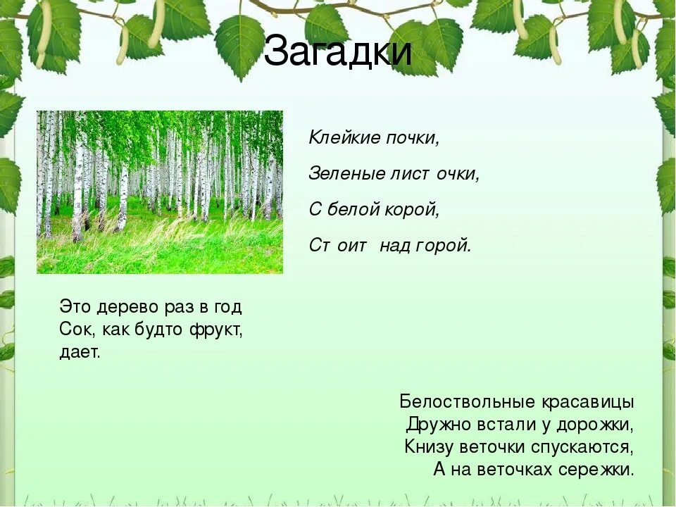 Загадка про березу для детей. Загадки про березу для дошкольников. Загадка про березку. Загадка про березку для дошкольников. Клен и береза текст